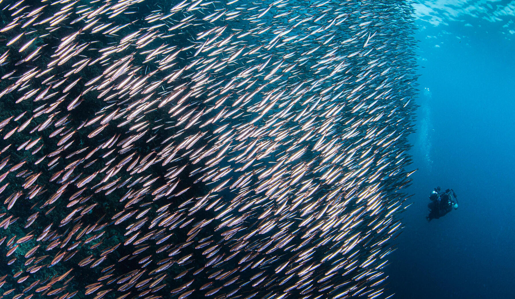 A diver beside a dense school of silver fish in blue water